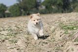 CHIEN FINNOIS DE LAPONIE 311